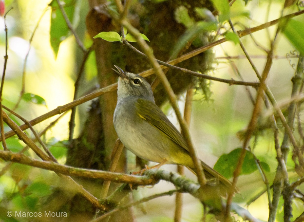 White-browed Warbler - Marcos Moura