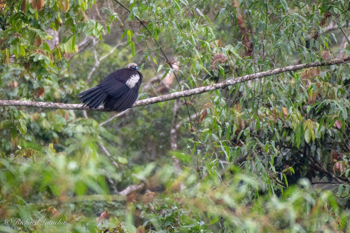 Black-fronted Piping-Guan - ML123232131