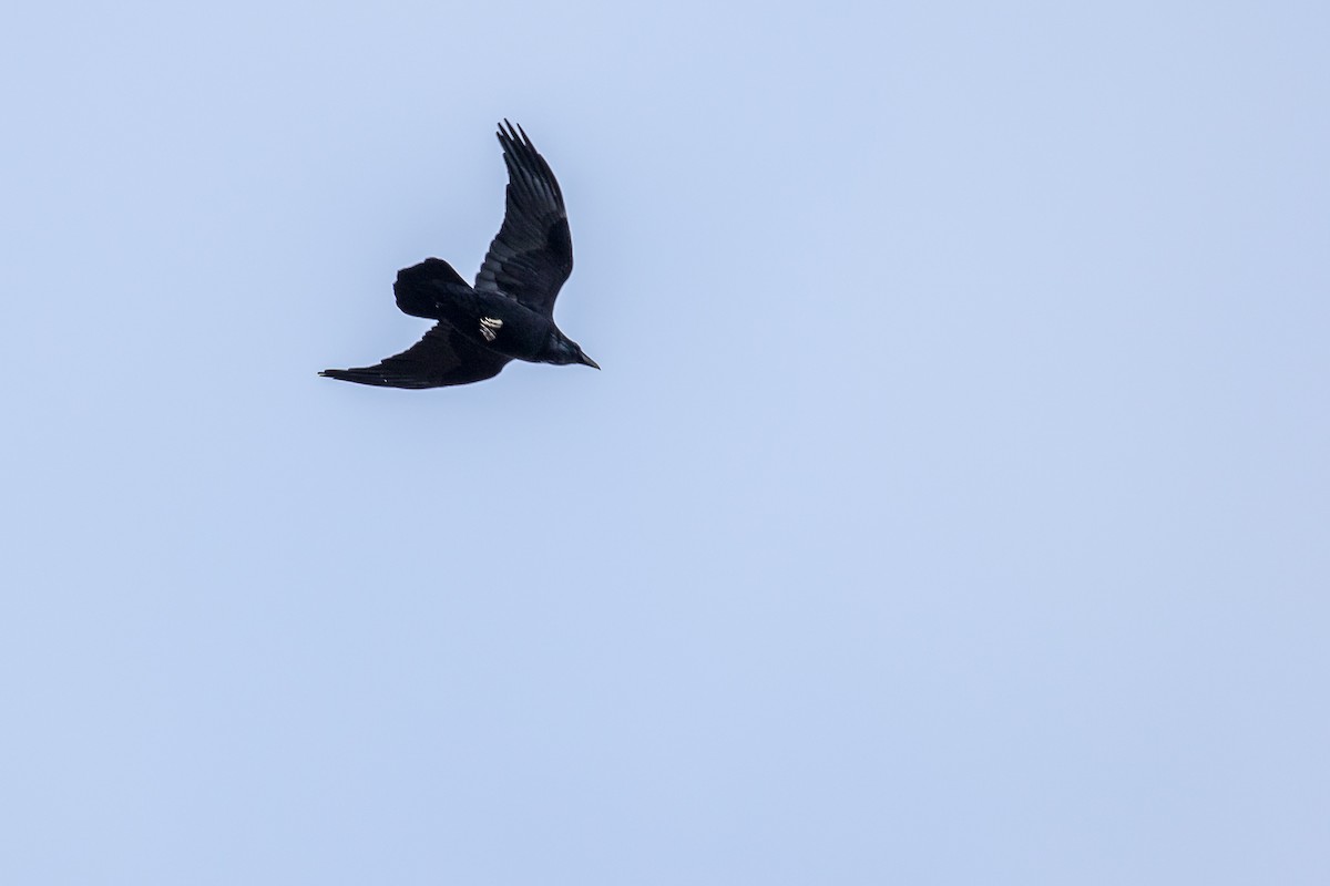 Common Raven - Lucie Gendron