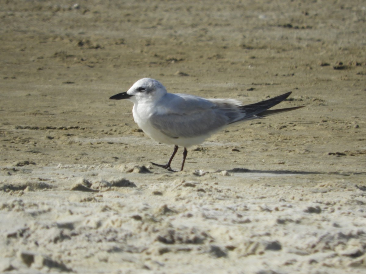 Gull-billed Tern - Elaine Roche