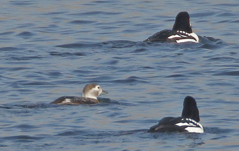 Long-tailed Duck - ML123240501