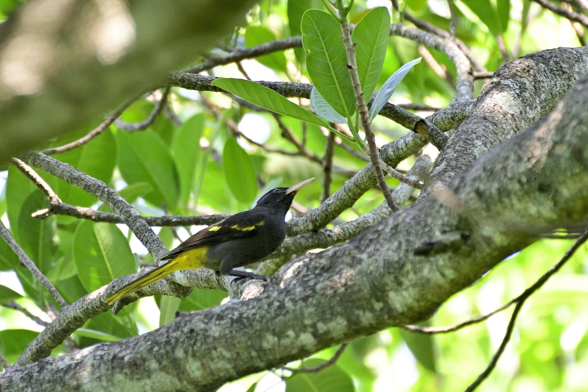 Yellow-winged Cacique - ML123243391
