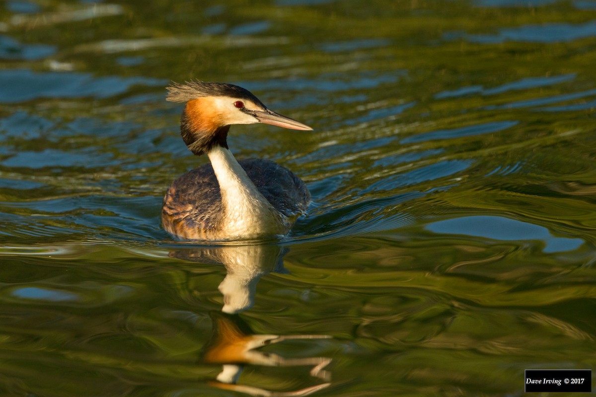 Great Crested Grebe - ML123246591