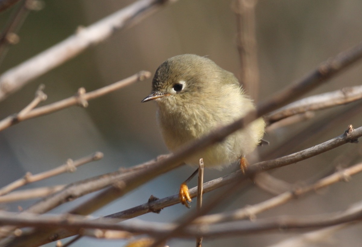 Ruby-crowned Kinglet - Frederick Bowes