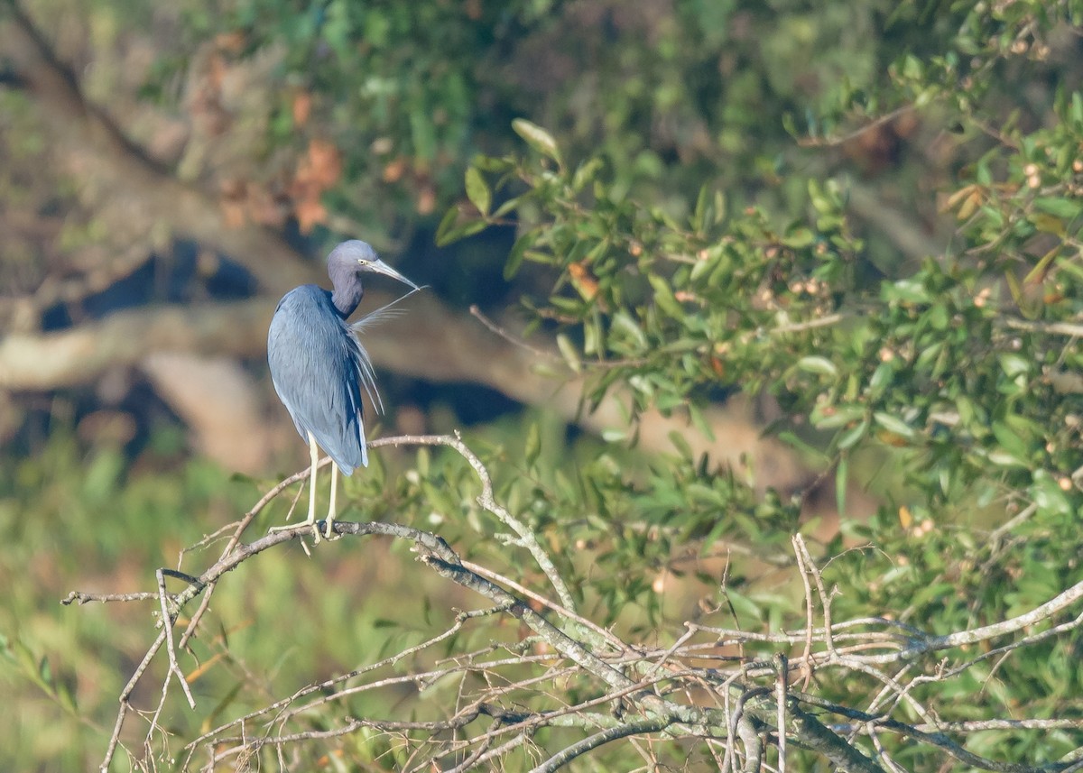 Little Blue Heron - Keshava Mysore