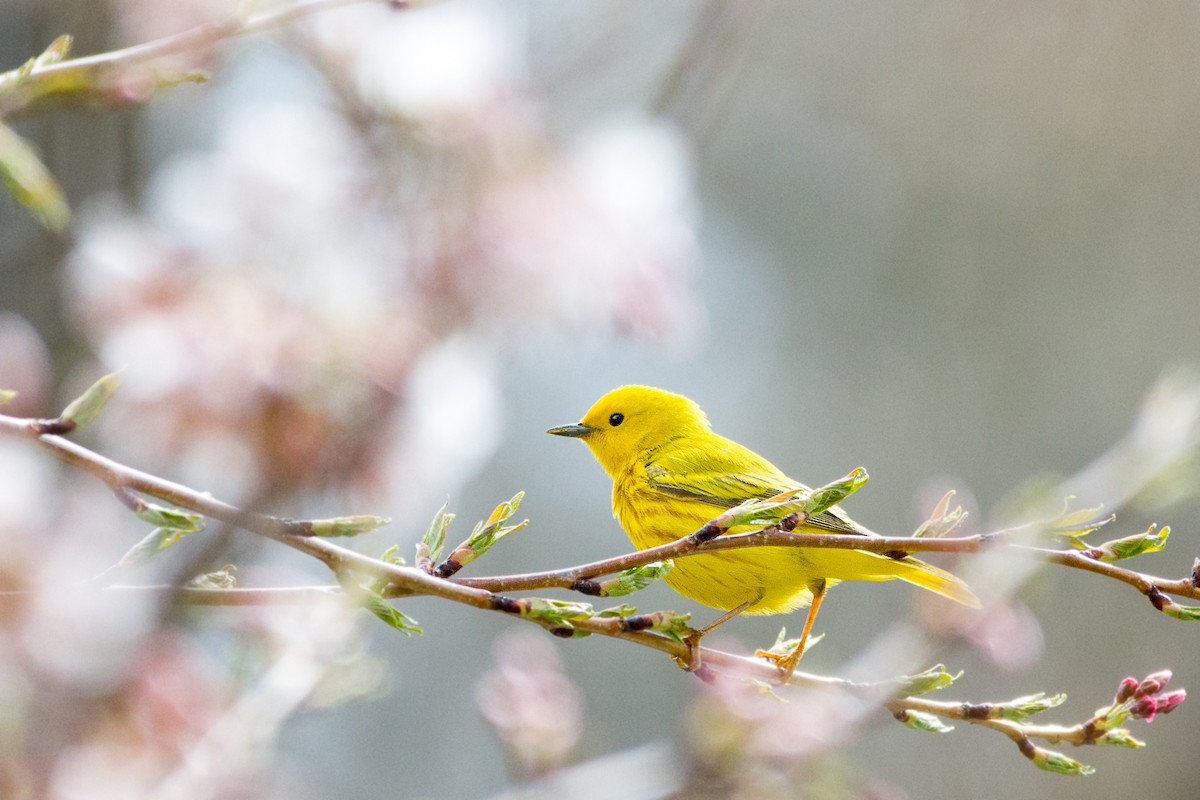 Yellow Warbler - Tony Dvorak