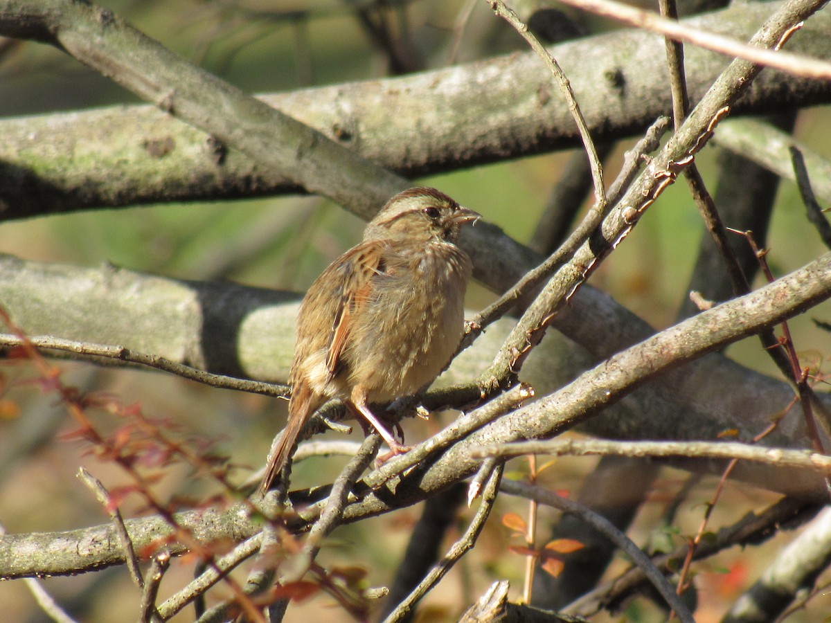 Swamp Sparrow - ML123256761