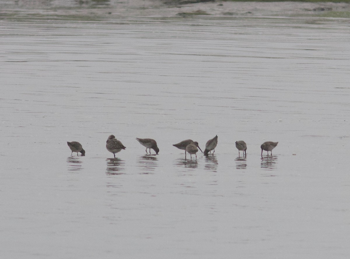 Long-billed Dowitcher - ML123258881