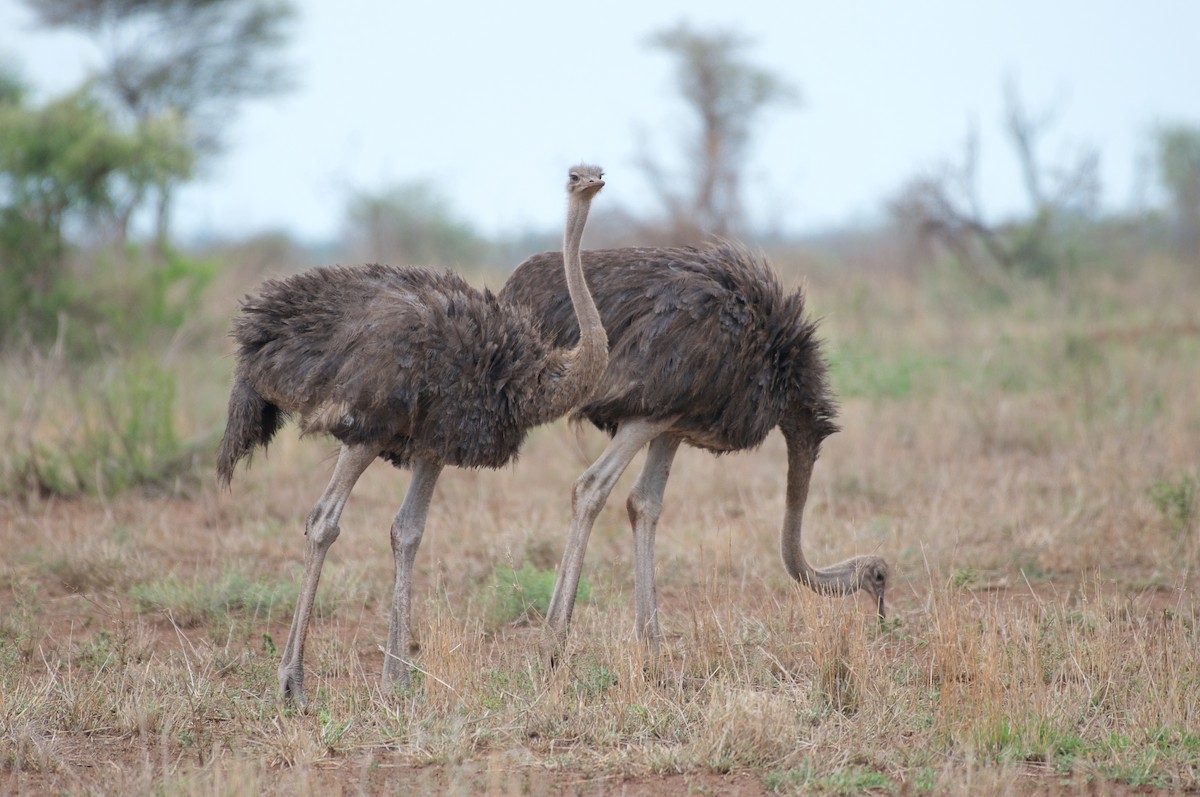 Common Ostrich - Christian  Nunes