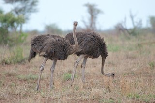 Common Ostrich, ML123266921