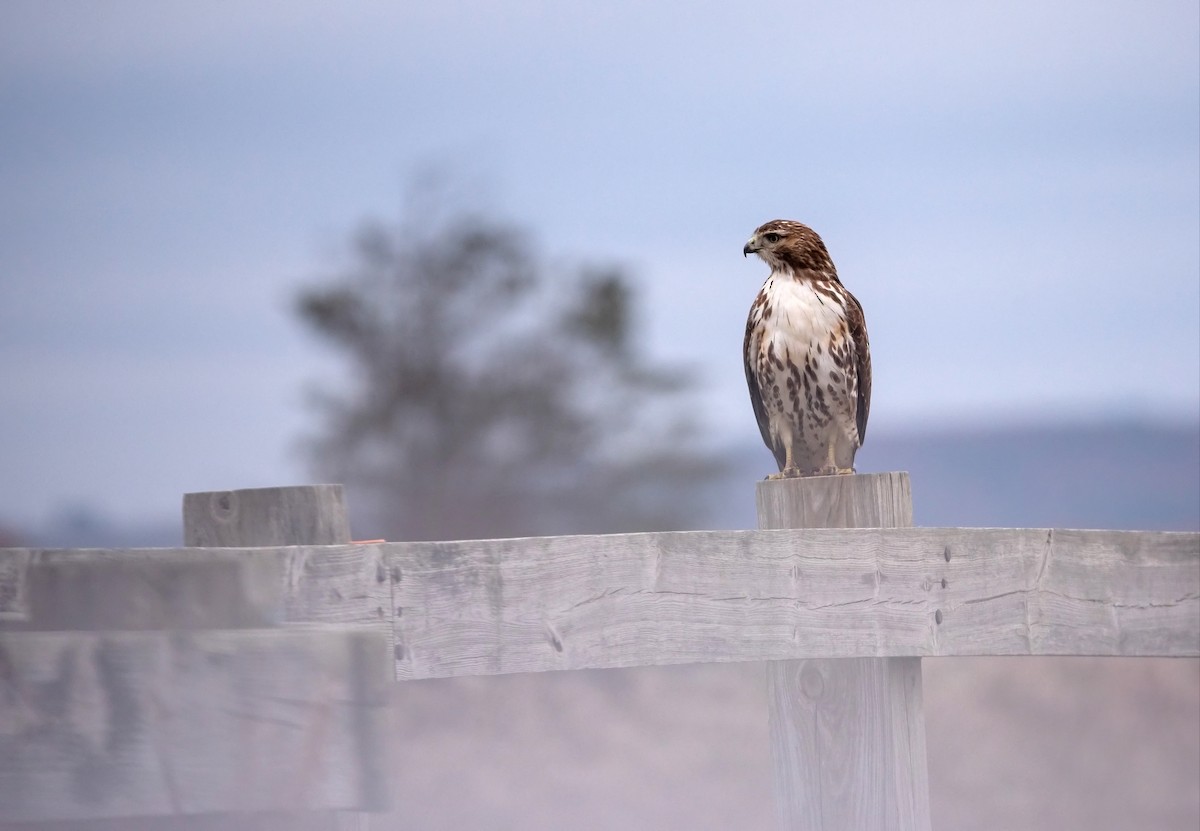 Red-tailed Hawk - Kathy Gagnon Bedard