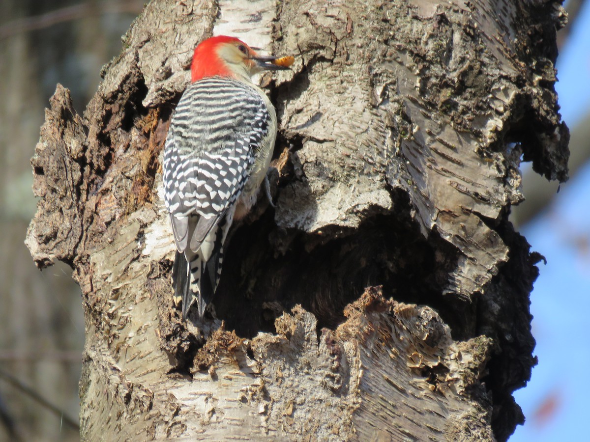 Red-bellied Woodpecker - Gretchen Shea