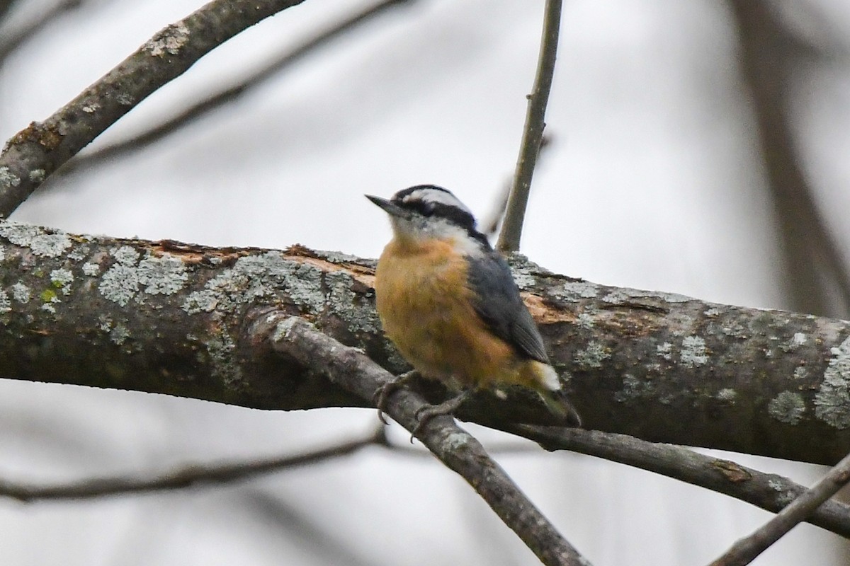 Red-breasted Nuthatch - Chuck and Karen Lunsford