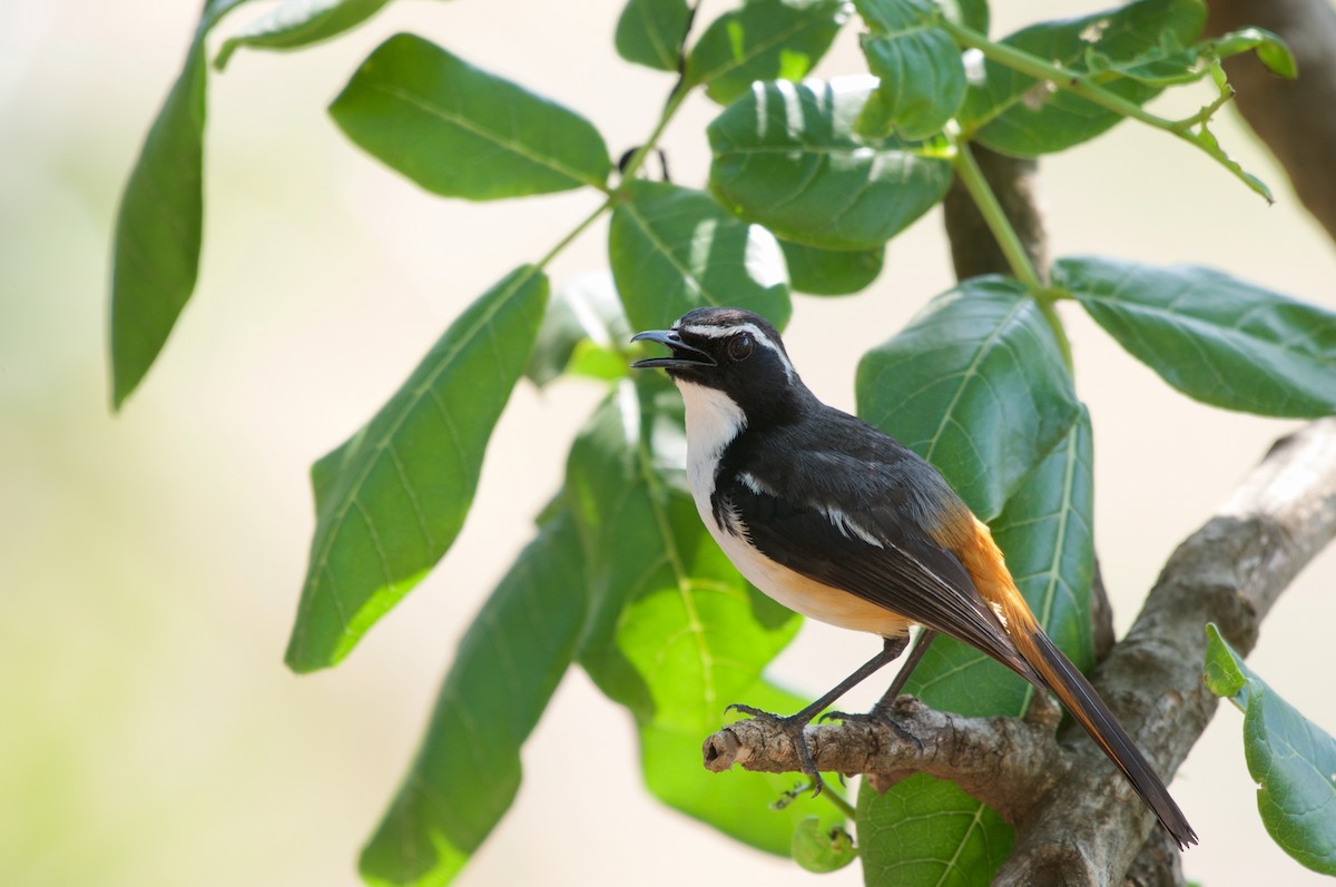 White-throated Robin-Chat - Christian  Nunes