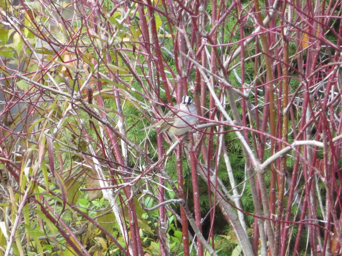 White-crowned Sparrow (Dark-lored) - Matthew Garvin
