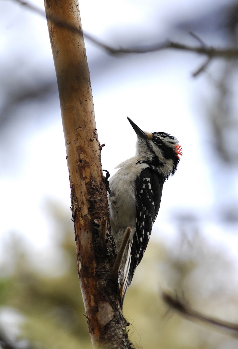 Hairy Woodpecker - David M. Bell