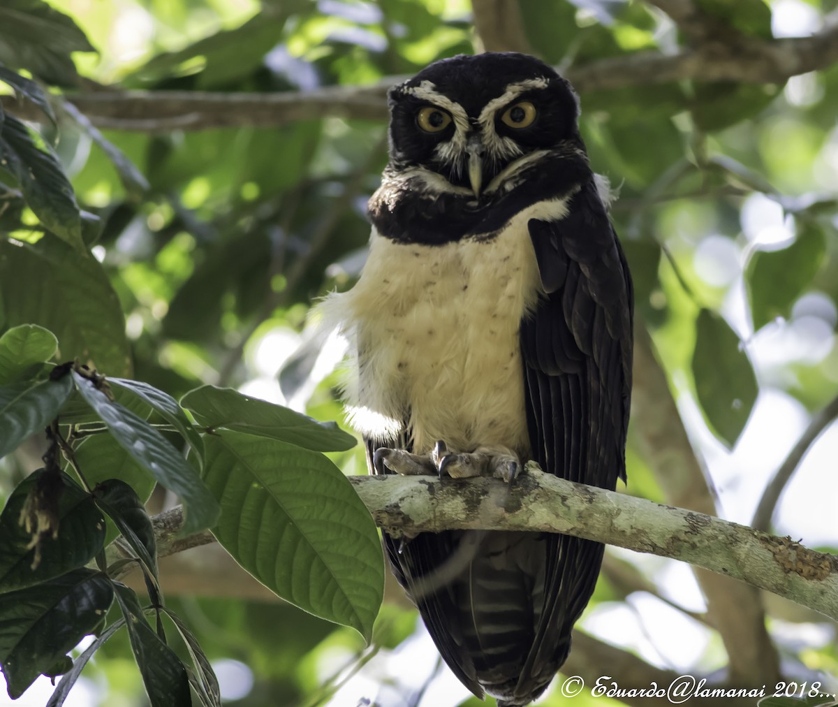 Spectacled Owl - ML123278611