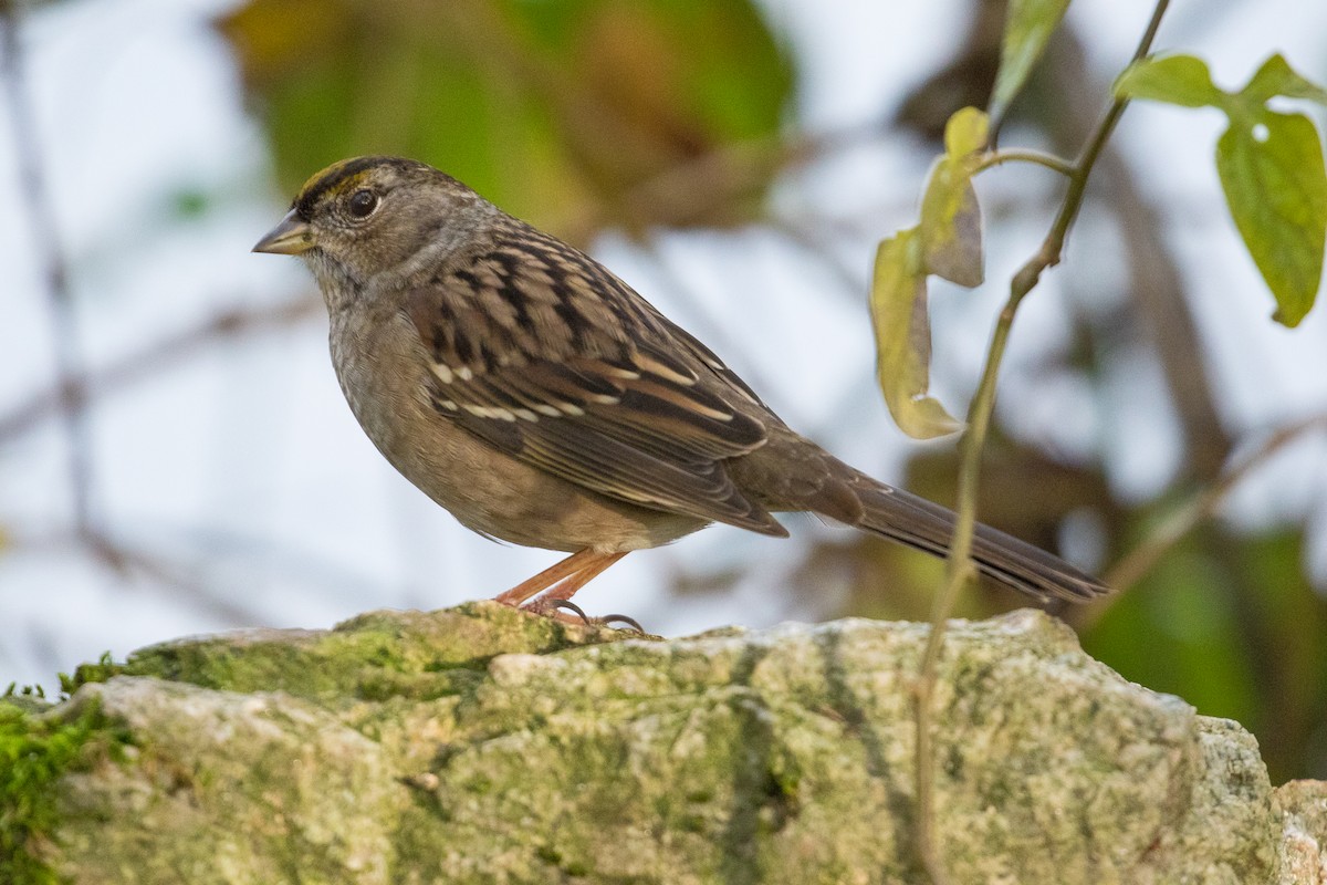Golden-crowned Sparrow - John Reynolds
