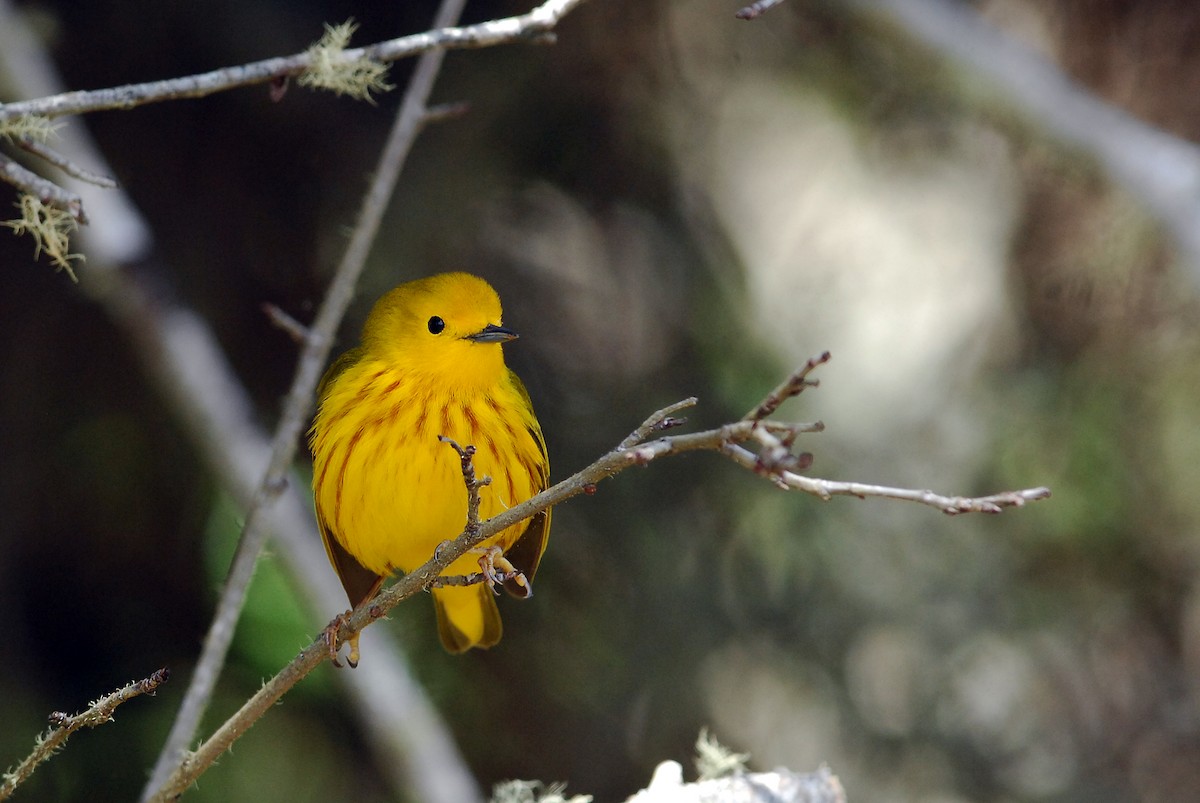 Yellow Warbler - David M. Bell