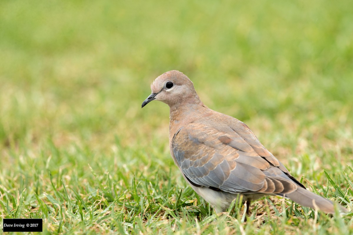 Laughing Dove - ML123279061
