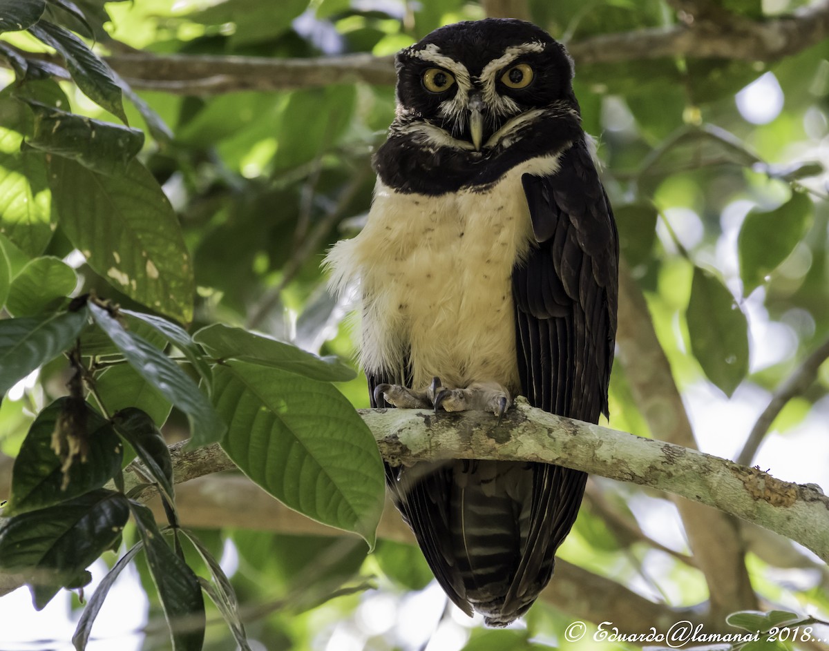 Spectacled Owl - ML123279541