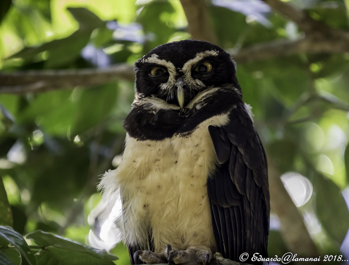 Spectacled Owl - Jorge Eduardo Ruano