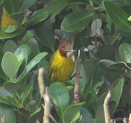 Yellow Warbler (Mangrove) - Randy Pinkston