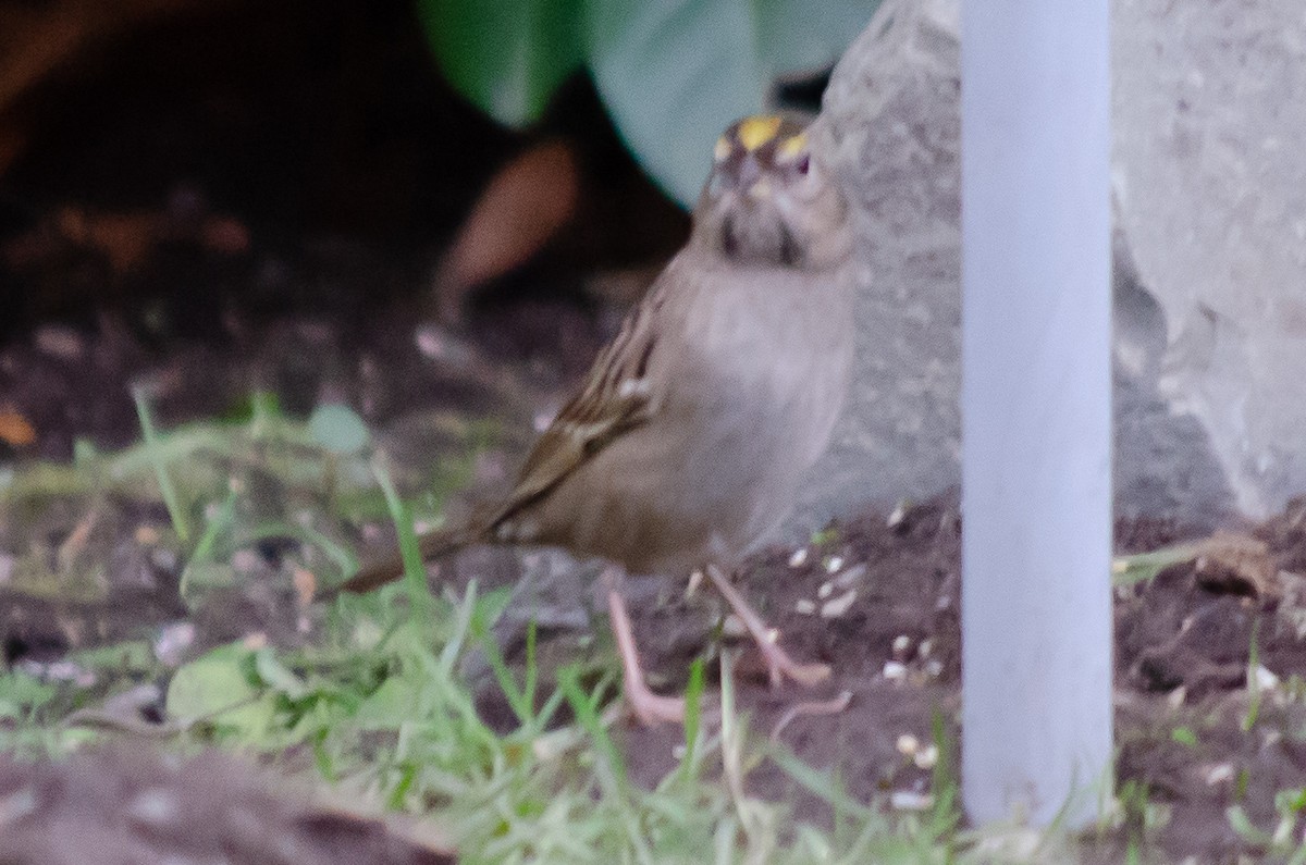Golden-crowned Sparrow - Mason Maron