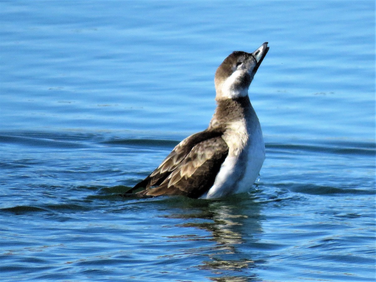 Long-tailed Duck - Lena Hayashi