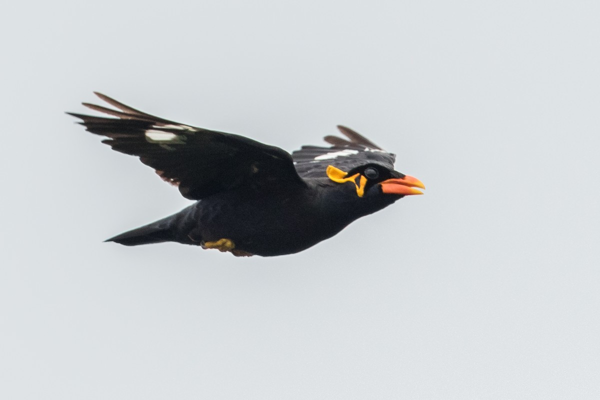 Common Hill Myna - Adrian Silas Tay