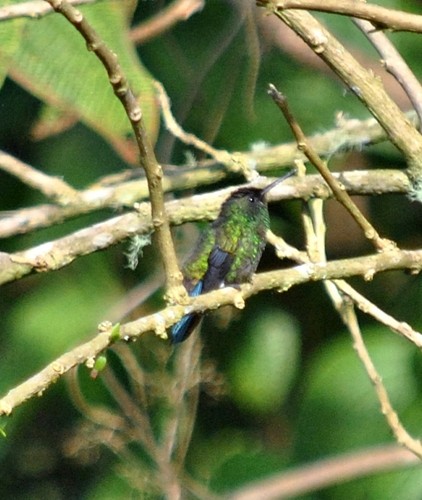 Steely-vented Hummingbird - Carlos Navea