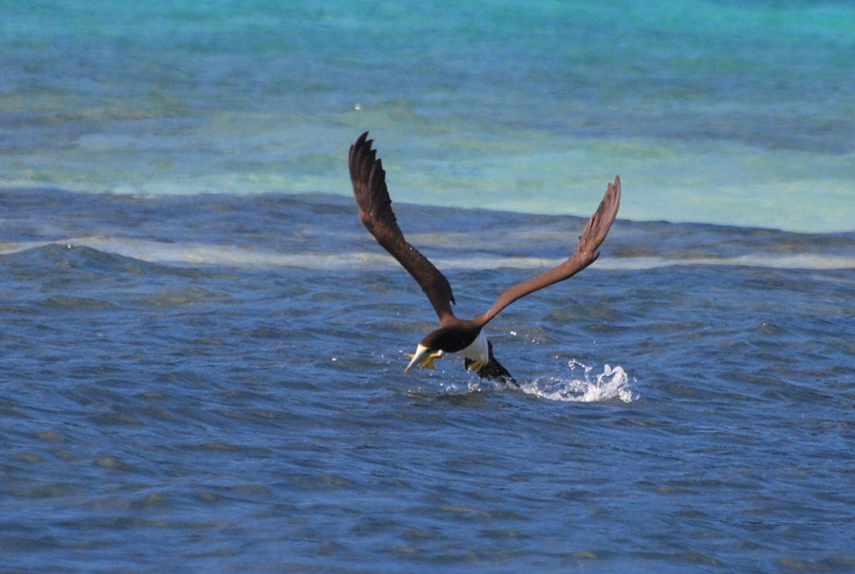 Brown Booby - ML123288041