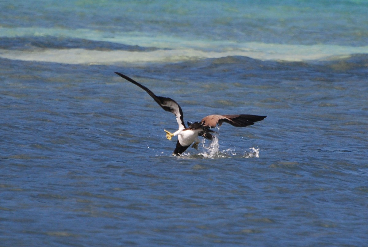 Brown Booby - ML123288091
