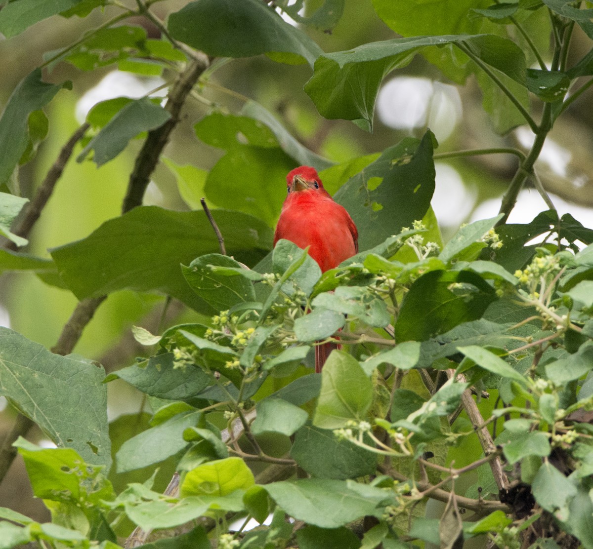 Hepatic Tanager - ML123288541
