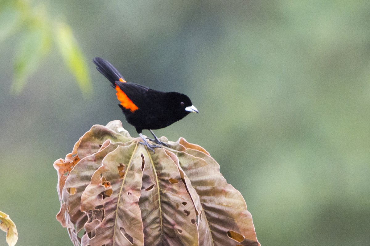 Flame-rumped Tanager - ML123290141