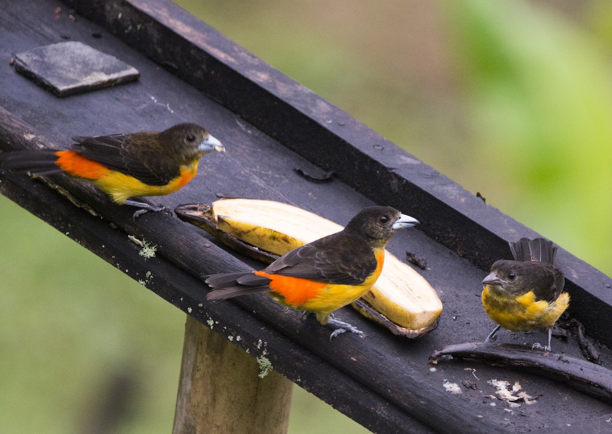 Flame-rumped Tanager - ML123290221