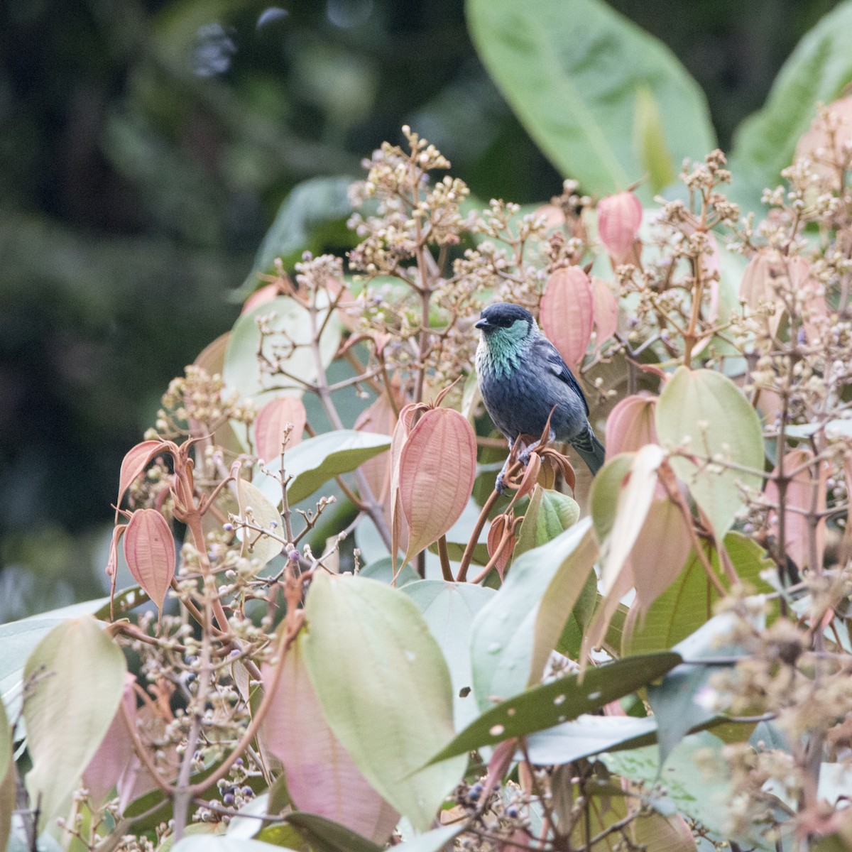 Black-capped Tanager - ML123290341