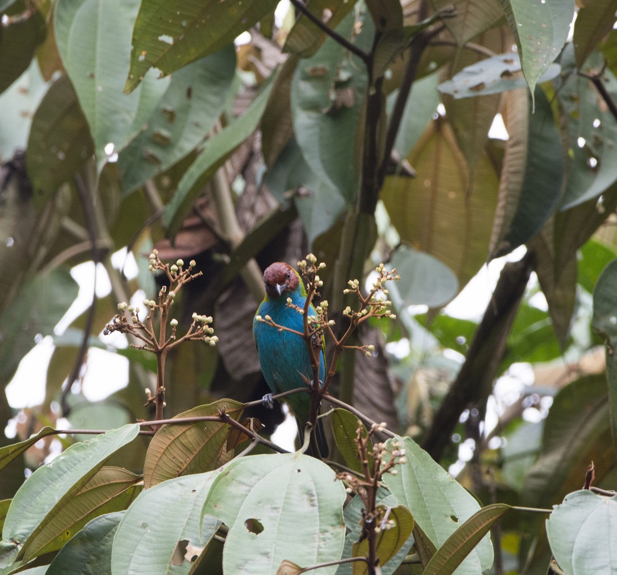 Bay-headed Tanager - ML123290781