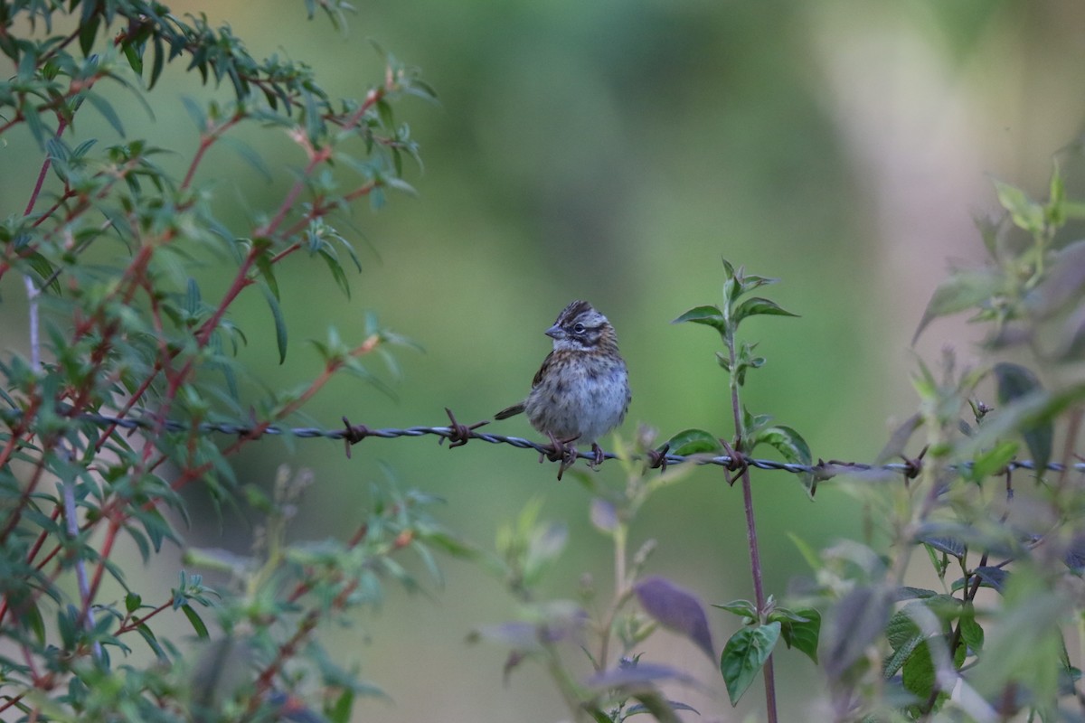 Rufous-collared Sparrow - Francois et Jacqueline Lacasse