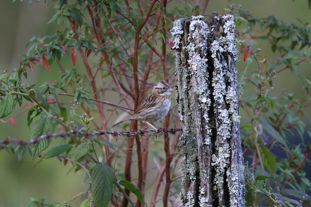 Rufous-collared Sparrow - ML123291971