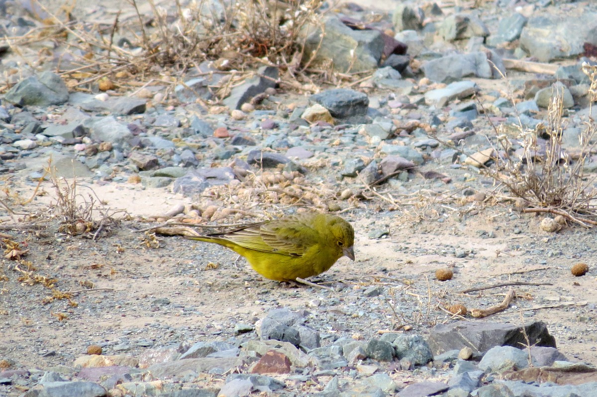 Greenish Yellow-Finch - ML123292711