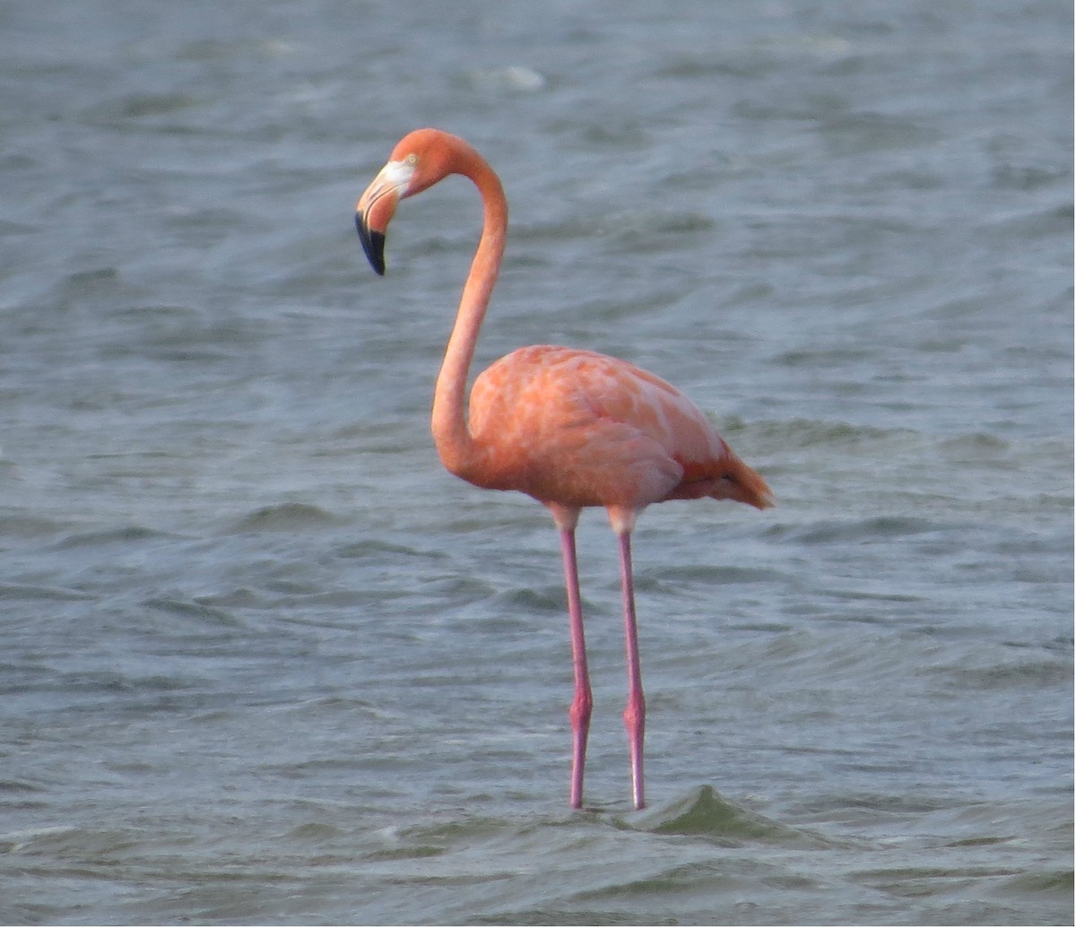 American Flamingo - Douglas Richard