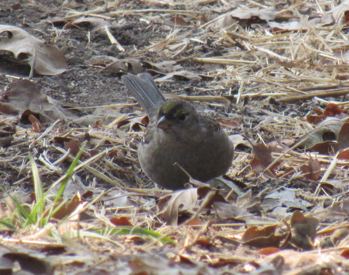 Golden-crowned Sparrow - ML123293571