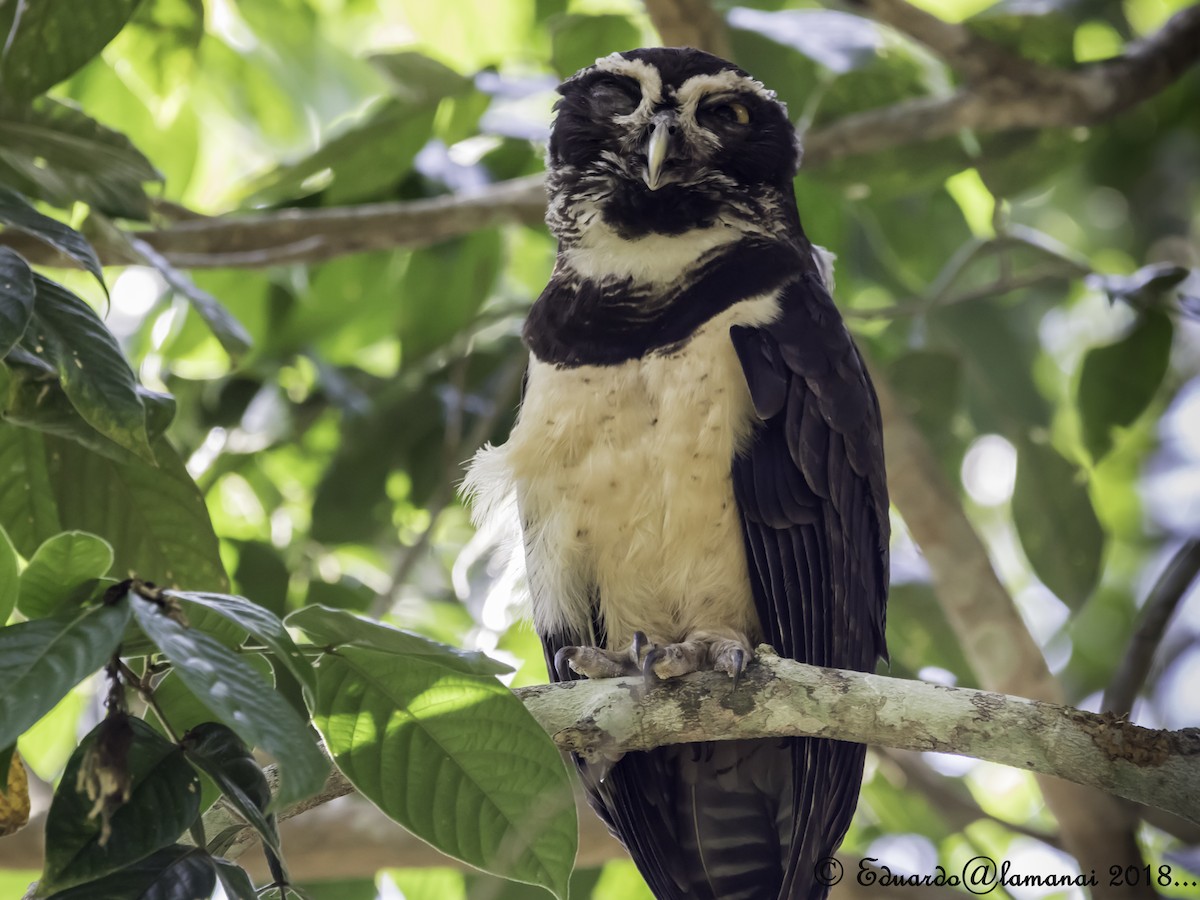 Spectacled Owl - ML123297091