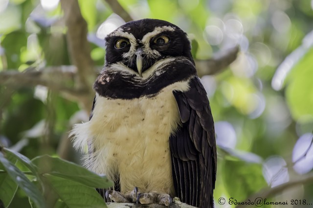 What is Malort - A Spectacled Owl