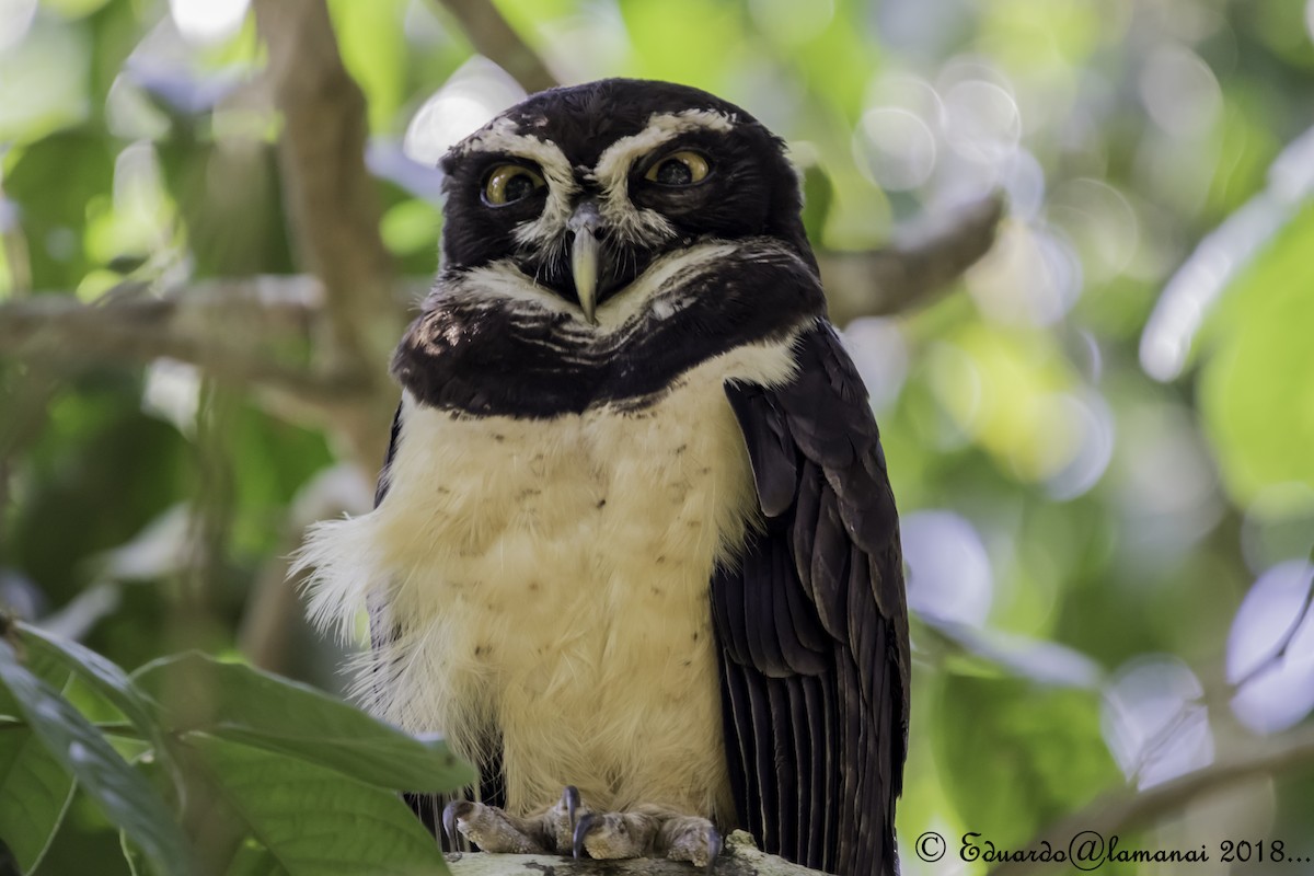 Spectacled Owl - ML123298021
