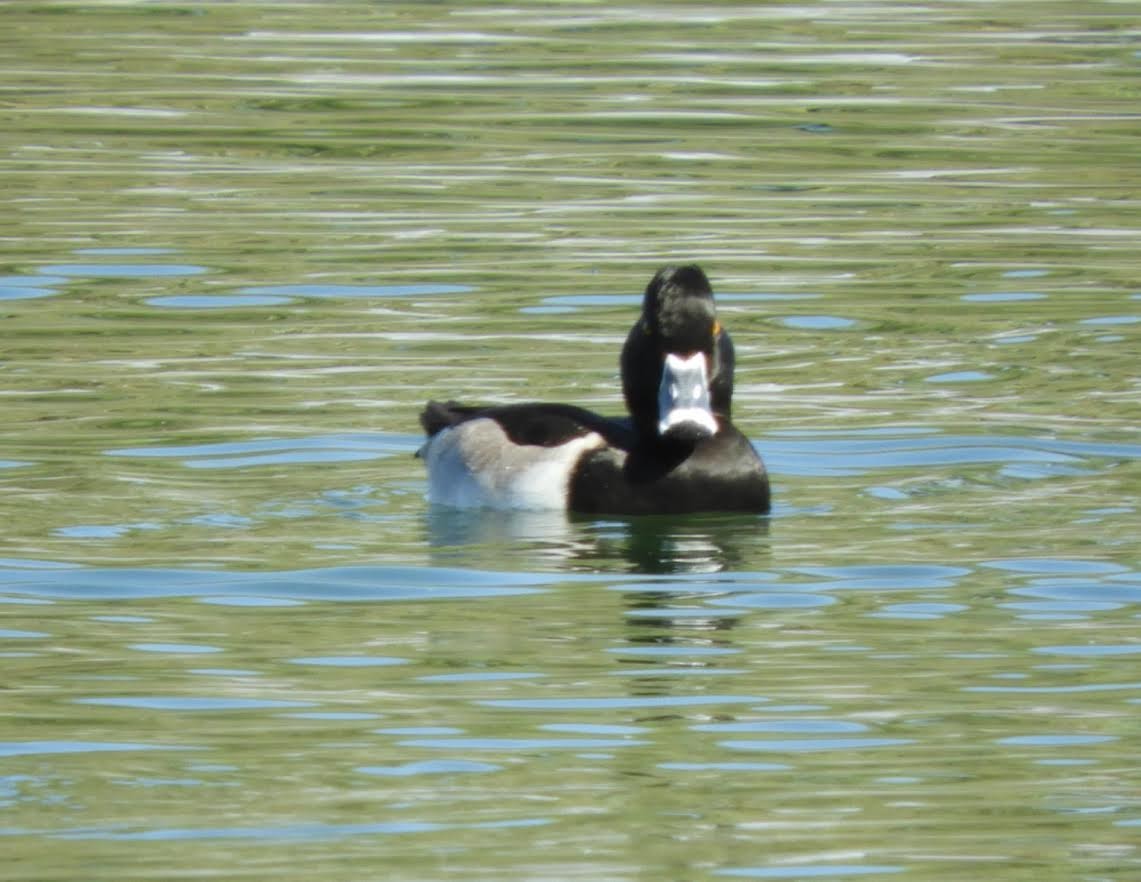 Ring-necked Duck - ML123299541
