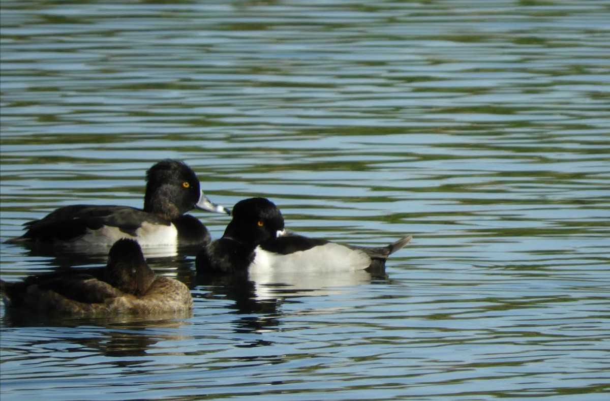 Ring-necked Duck - Becky Kitto