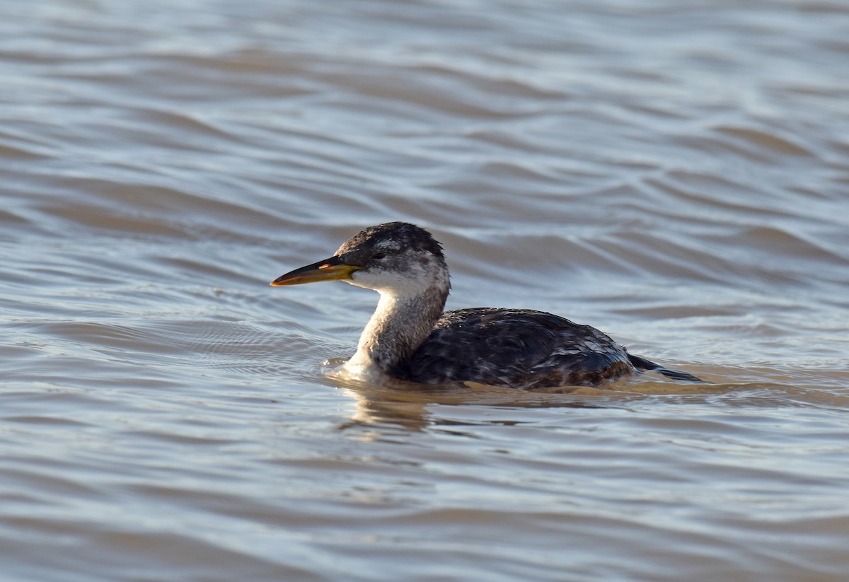 Red-necked Grebe - Ryan O'Donnell