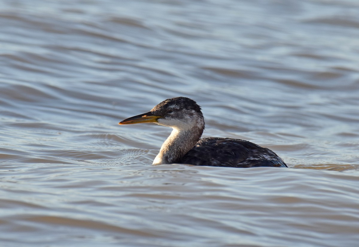 Red-necked Grebe - ML123302321